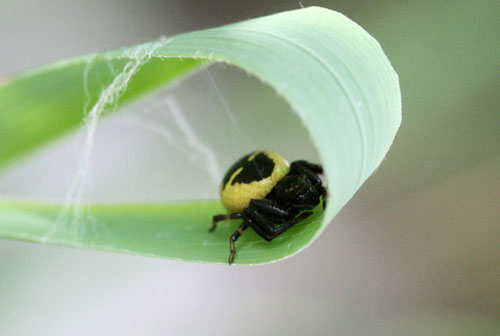 Synaema globosum nella Valle di Comino