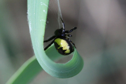 Synaema globosum nella Valle di Comino