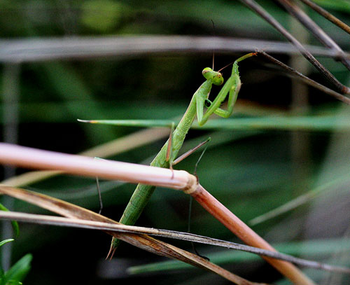 Mantis religiosa della Valle di Comino.