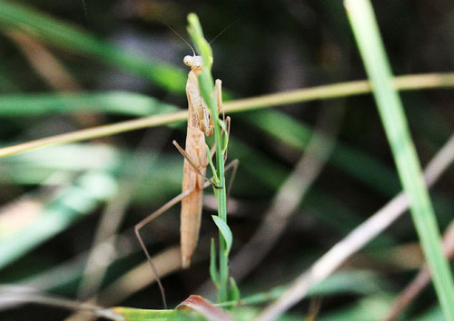 Mantis religiosa della Valle di Comino.