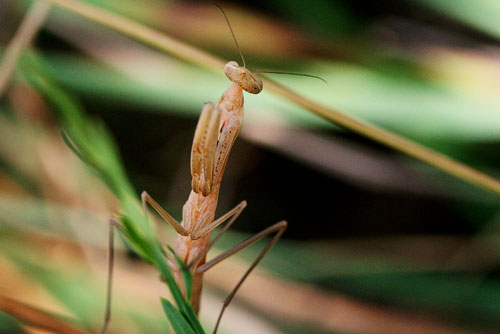 Mantis religiosa della Valle di Comino.