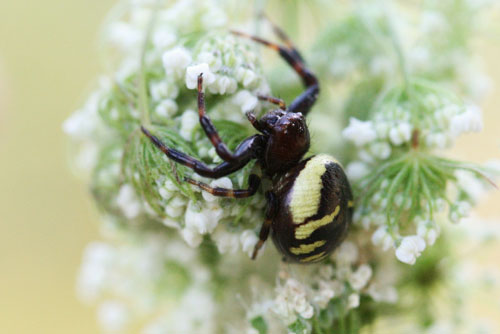 Synaema globosum nella Valle di Comino