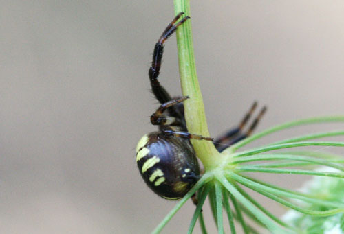 Synaema globosum nella Valle di Comino