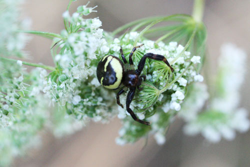 Synaema globosum nella Valle di Comino