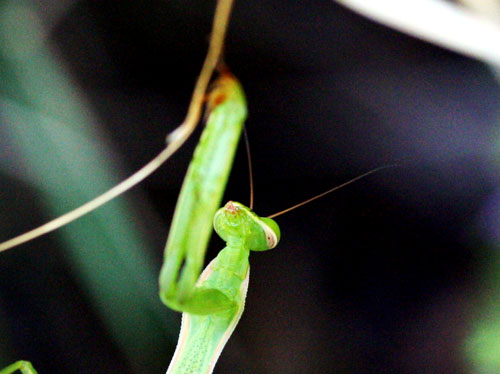 Mantis religiosa della Valle di Comino.