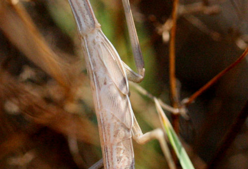 mantide nella Val di Comino - Mantis religiosa