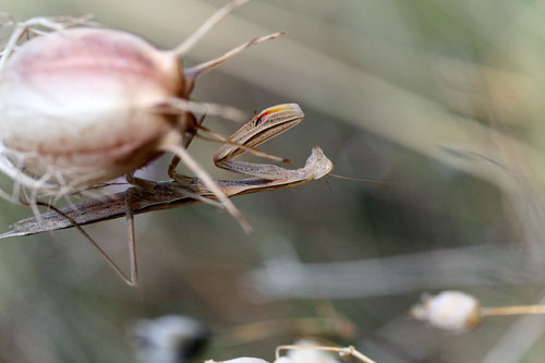 mantide nella Val di Comino - Mantis religiosa