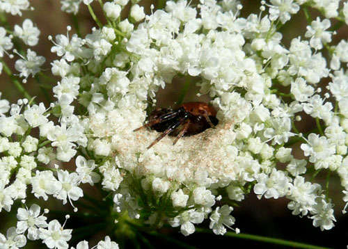 Synaema globosum nella Valle di Comino