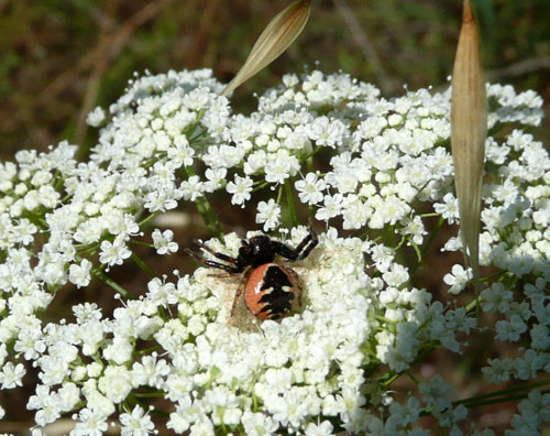 Synaema globosum nella Valle di Comino