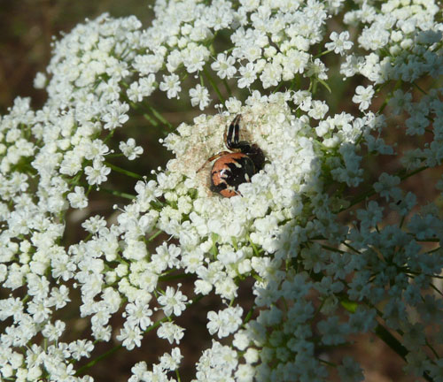 Synaema globosum nella Valle di Comino