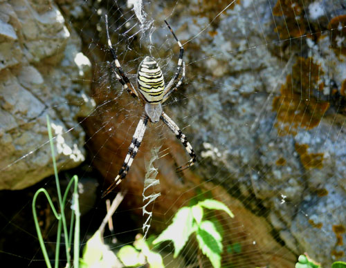 Argiope bruennichi