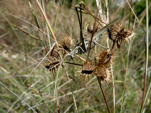 Cavalletta con spermatophylax: Tylopsis lilifolia