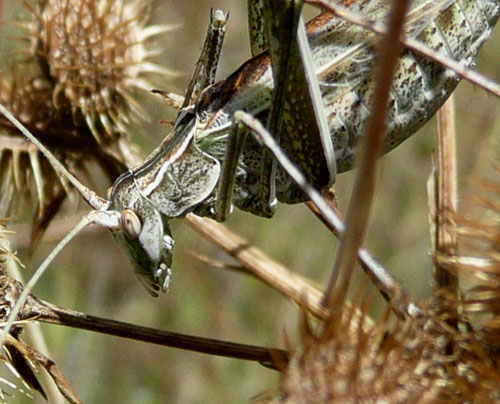 Cavalletta con spermatophylax: Tylopsis lilifolia