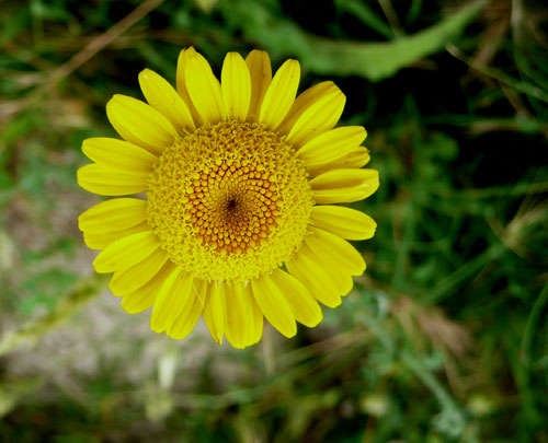 un altro fiore giallo, molto simmetrico - Cota tinctoria
