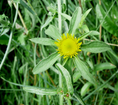 Pallenis spinosa