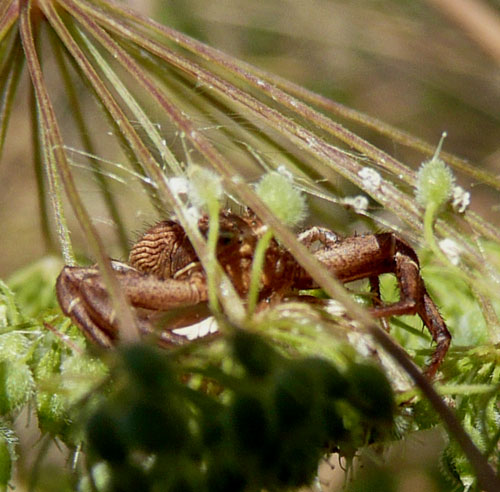 in agguato. valle di comino: Xysticus sp.