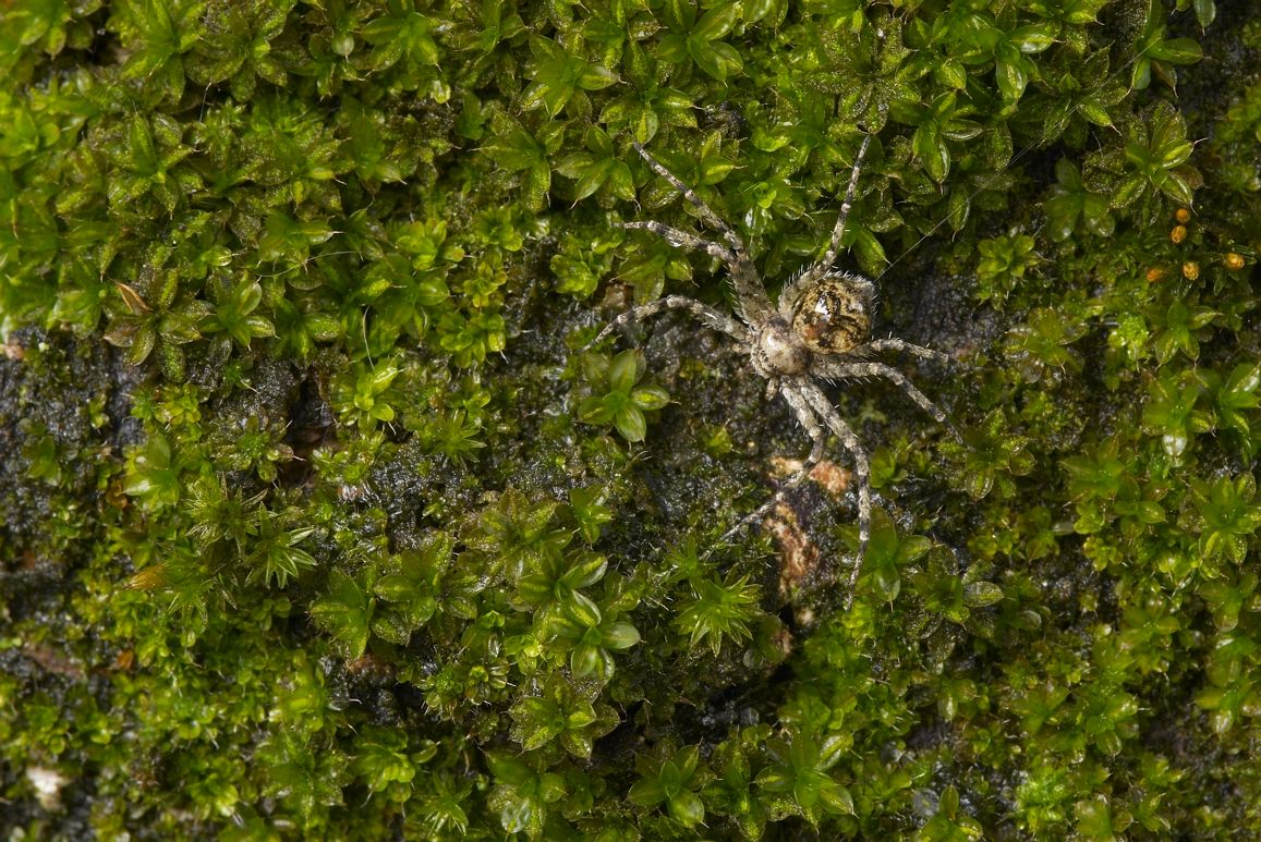 Philodromus sp.