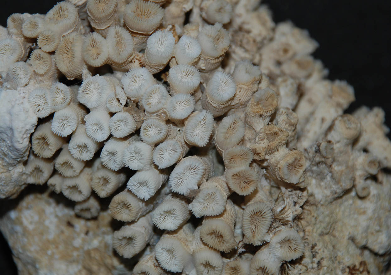 Cladocora caespitosa