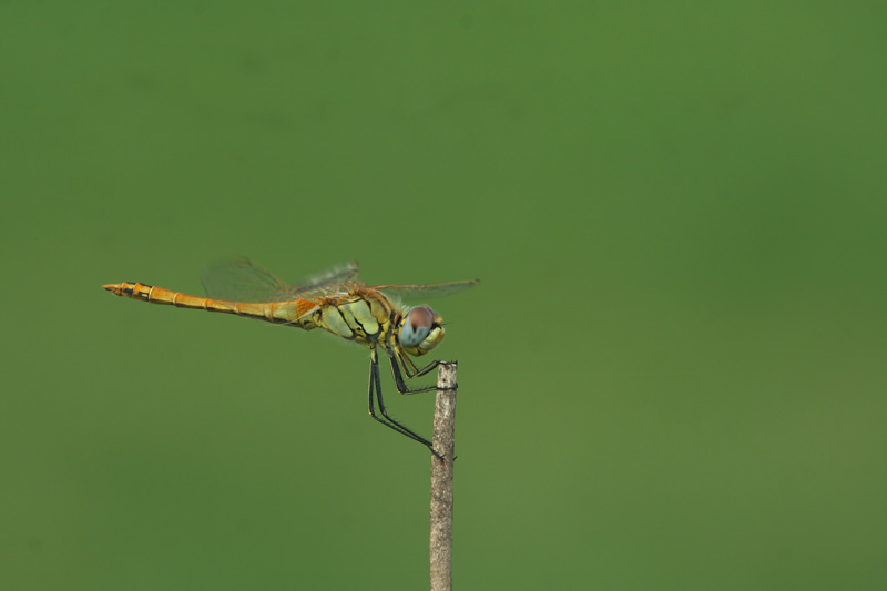 :: SYMPETRUM FONSCOLOMBII (?)