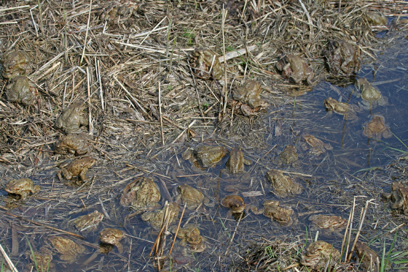 Orgia fra rospi comuni