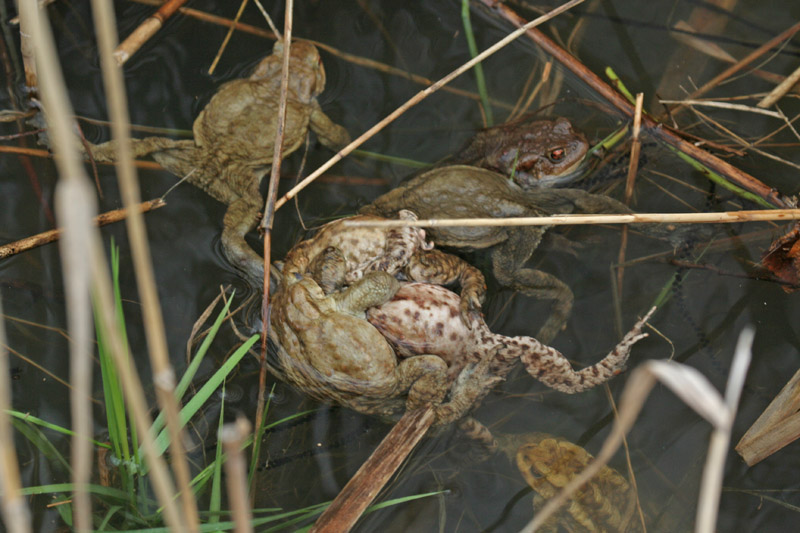 Orgia fra rospi comuni