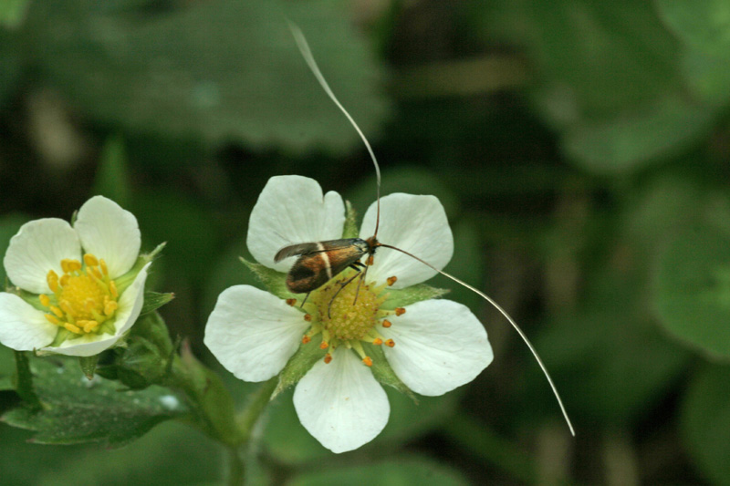 Adela sp.