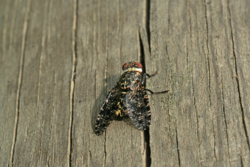 Diptera Sciomyzidae