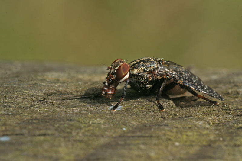 Diptera Sciomyzidae