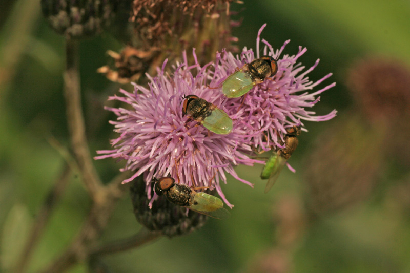 ditteri Stratiomyidae