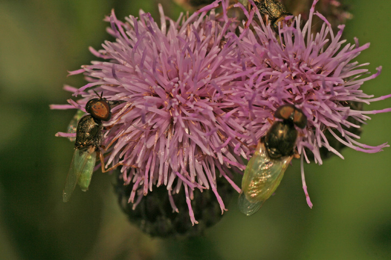 ditteri Stratiomyidae