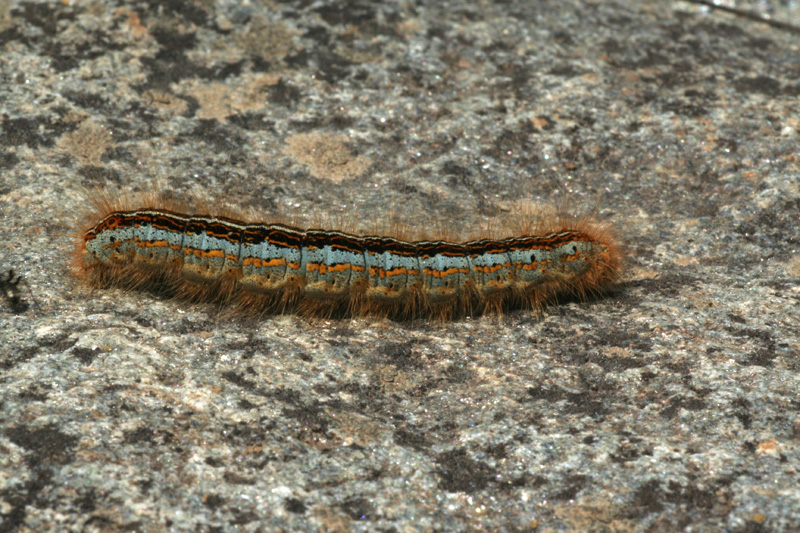 Malacosoma sp.