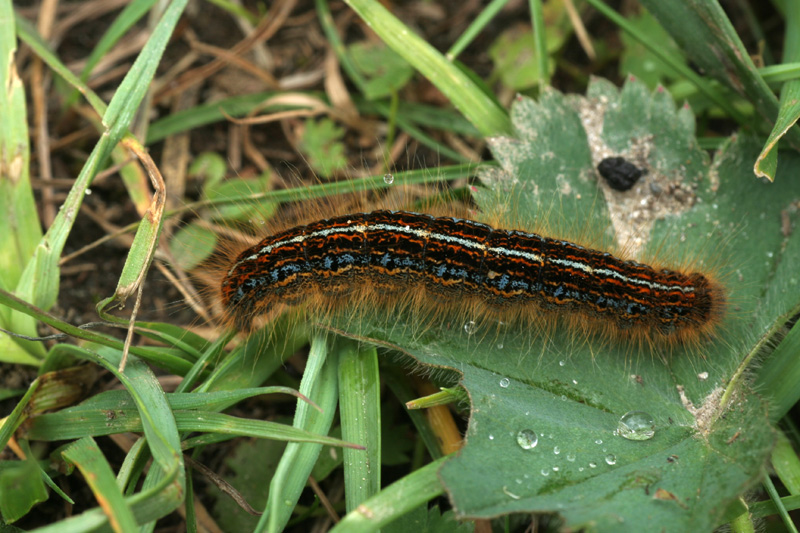 Malacosoma sp.