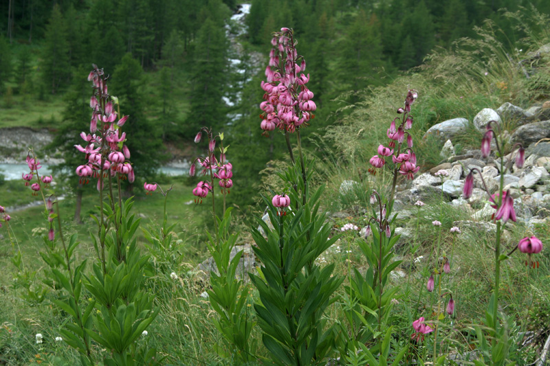 Lilium martagon / Giglio martagone