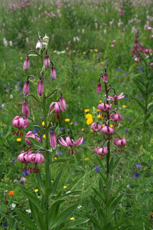 Lilium martagon / Giglio martagone