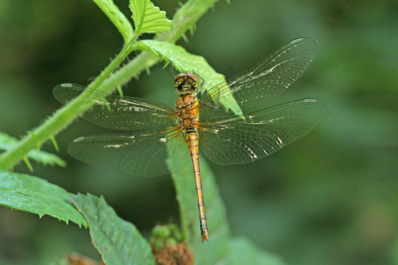 Sympetrum sanguineum