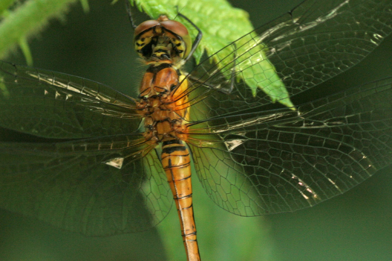 Sympetrum sanguineum