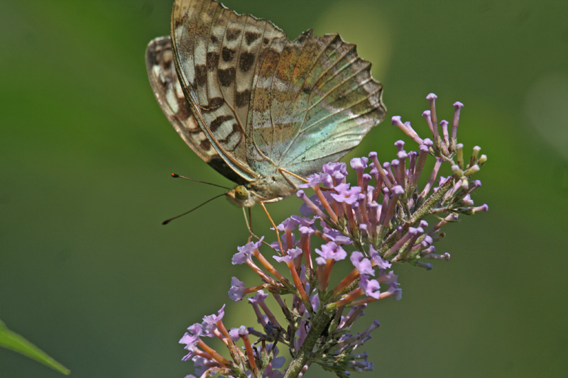 Argynnis paphia