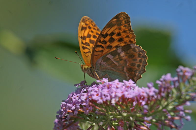 Argynnis paphia