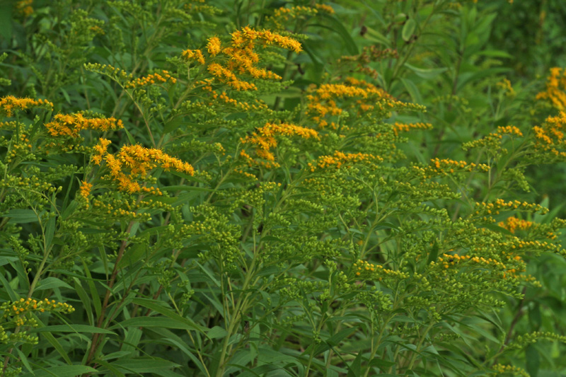 Solidago canadensis