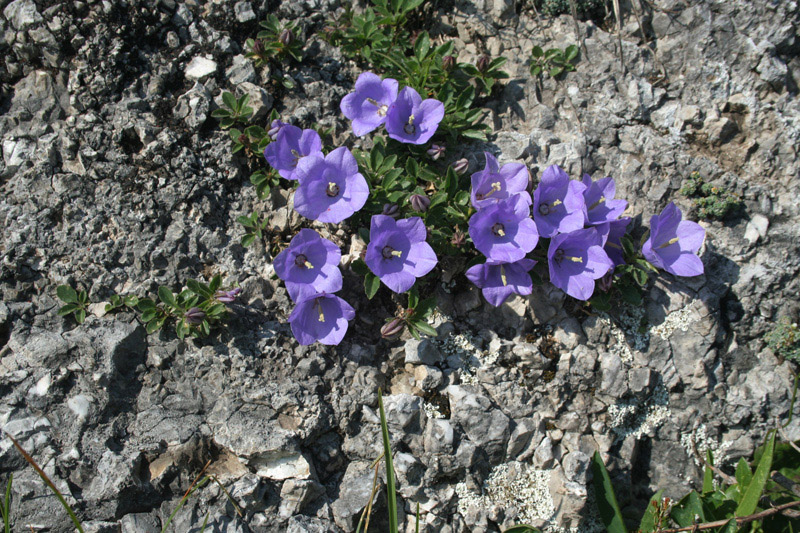 Campanula raineri / Campanula dell''arciduca