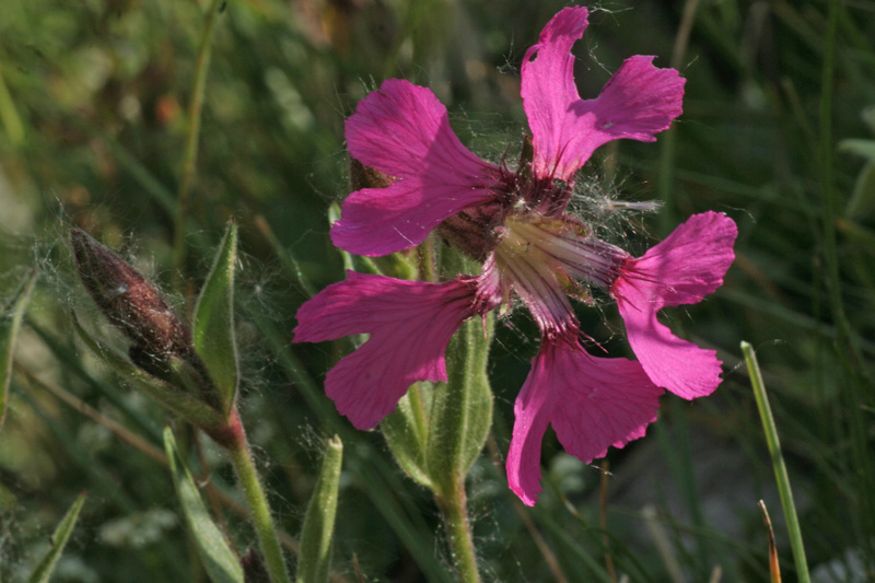 Silene elisabethae / Silene di Elisabetta