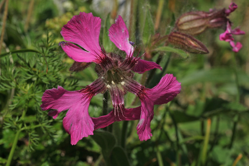 Silene elisabethae / Silene di Elisabetta