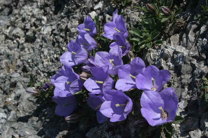 Campanula raineri / Campanula dell''arciduca