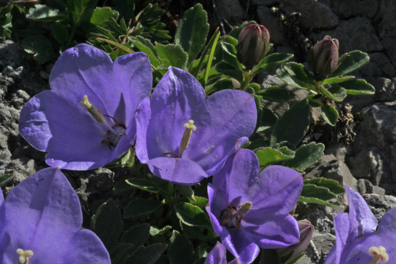 Campanula raineri / Campanula dell''arciduca