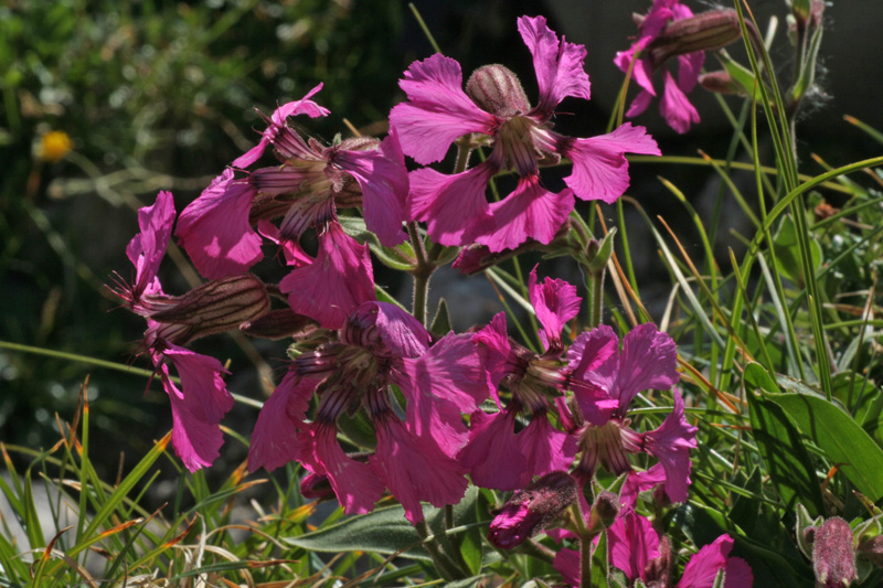 Silene elisabethae / Silene di Elisabetta