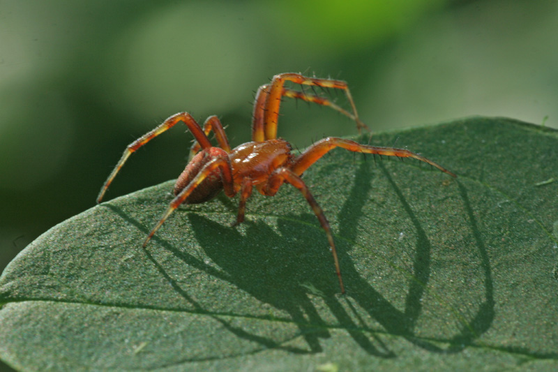 Araneus sp.