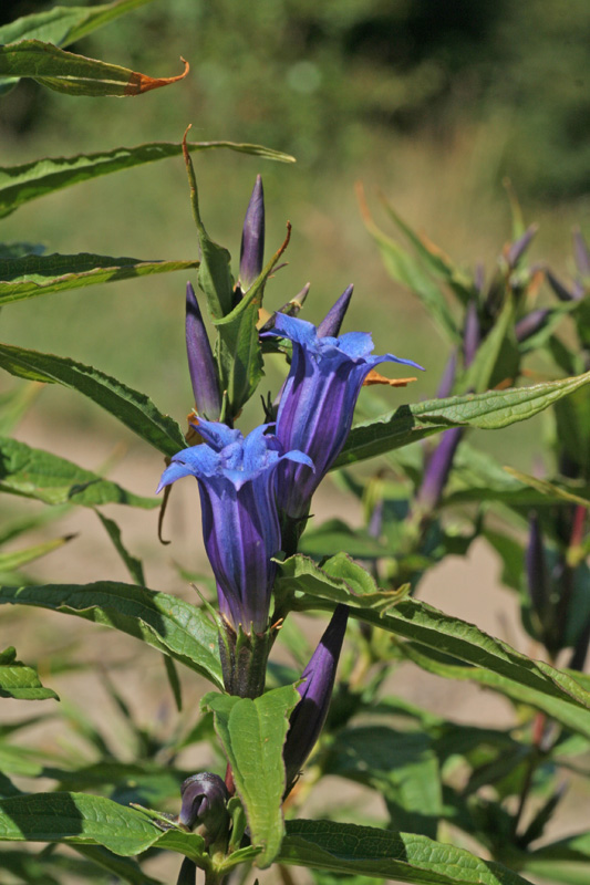 Gentiana asclepiadea - prime fioriture !