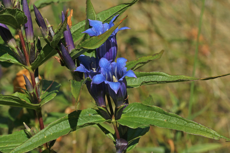 Gentiana asclepiadea - prime fioriture !