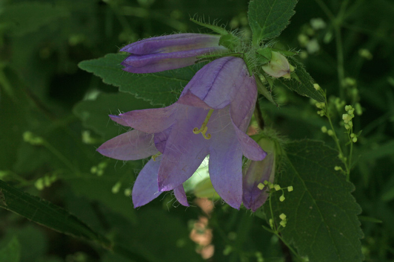 Campanula trachelium / Campanula selvatica