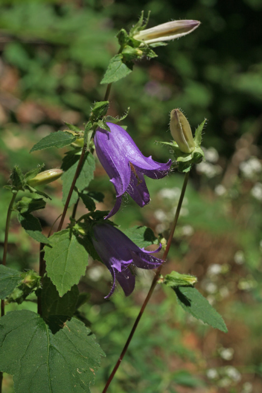 Campanula trachelium / Campanula selvatica